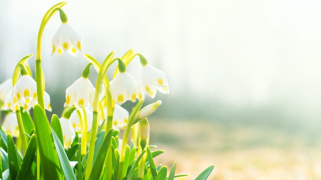 Les premières fleurs du printemps