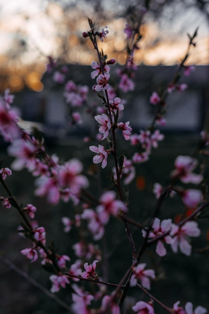 Les premières fleurs du printemps