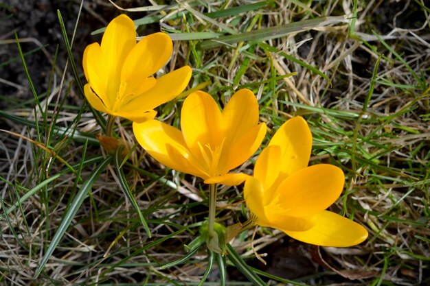 premières fleurs jaunes du printemps crocus