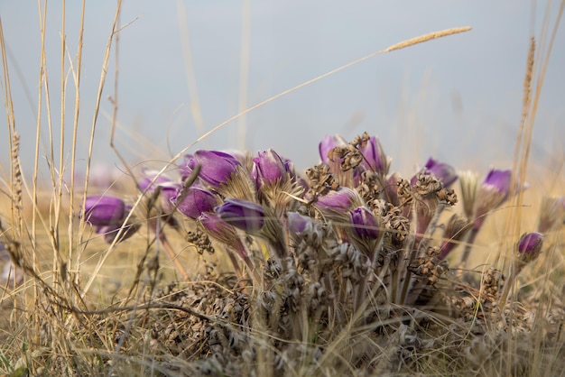 premières fleurs perce-neige violet