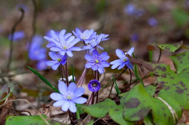 Les premières fleurs poussant dans les forêts et les parcs au printemps et en été