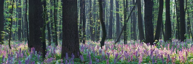 Les premières fleurs printanières en bois