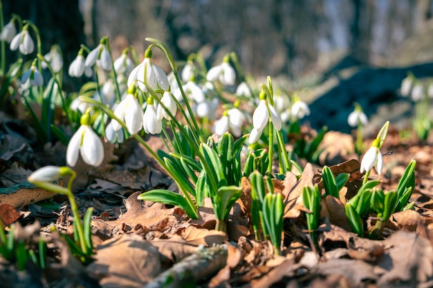 Photo premières fleurs printanières perce-neige dans la forêt.