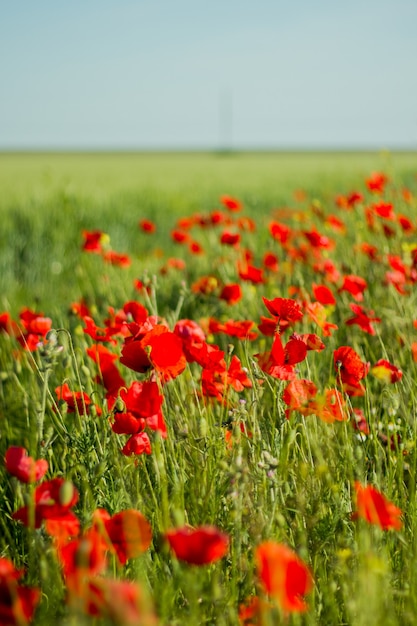 Photo les premières fleurs printanières.