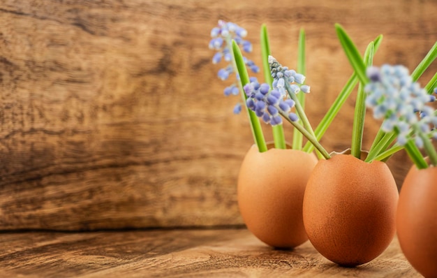 Les premières fleurs de printemps en coquille d'œuf sur fond de bois