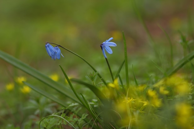 Premières fleurs de printemps dans le jardin. Fleurs de perce-neige bleu au début du printemps. Scilla siberica. notion de printemps