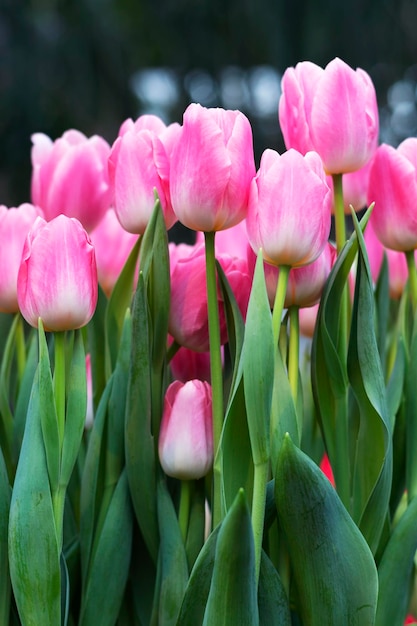 Les premières fleurs de printemps magnifiques yulips roses un cadeau pour maman une femme Journée internationale de la femme Joyeuse fête des mères Image verticale Focus sélectif