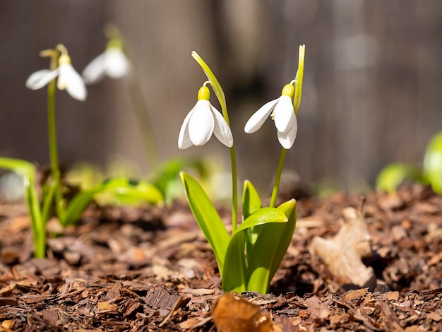 Les premières fleurs de printemps perce-neige Le concept de printemps