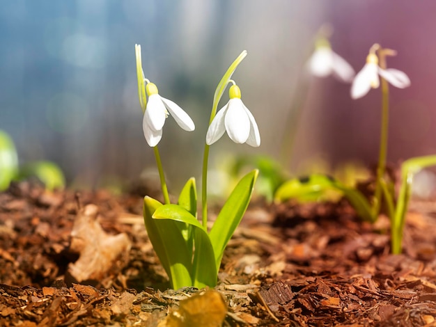 Les premières fleurs de printemps perce-neige Le concept de printemps