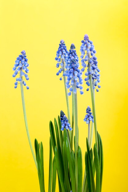 Les premières fleurs sont violettes au printemps