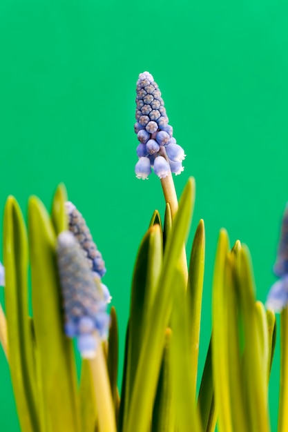 Les premières fleurs sont violettes au printemps