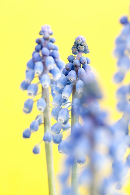 Les premières fleurs sont violettes au printemps