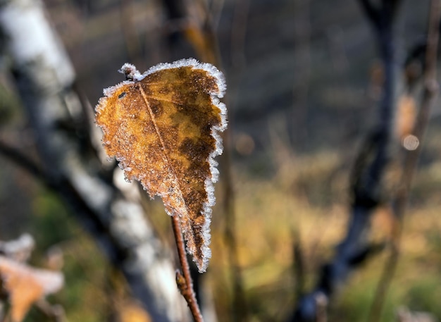 Premières gelées d'automne. Givre sur les feuilles