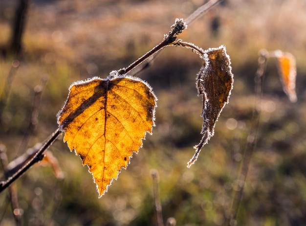 Premières gelées d'automne. Givre sur les feuilles