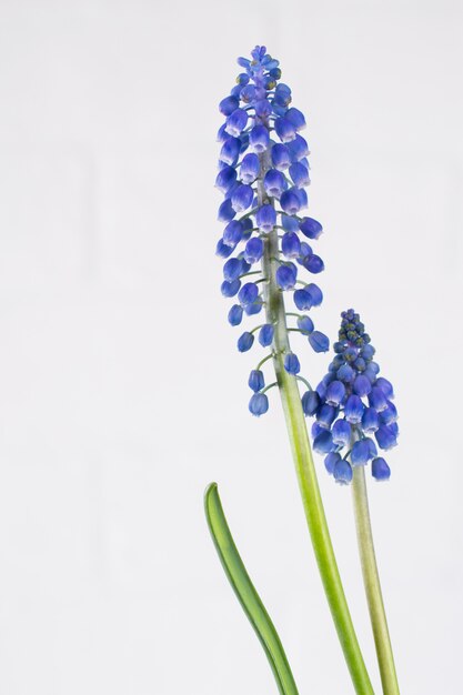 Premières petites fleurs de printemps bleu sur fond blanc