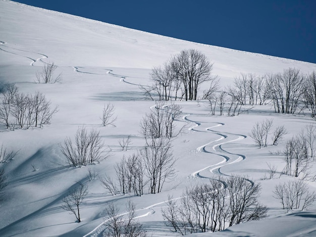 Photo premières pistes de snowboard hors piste sur poudreuse