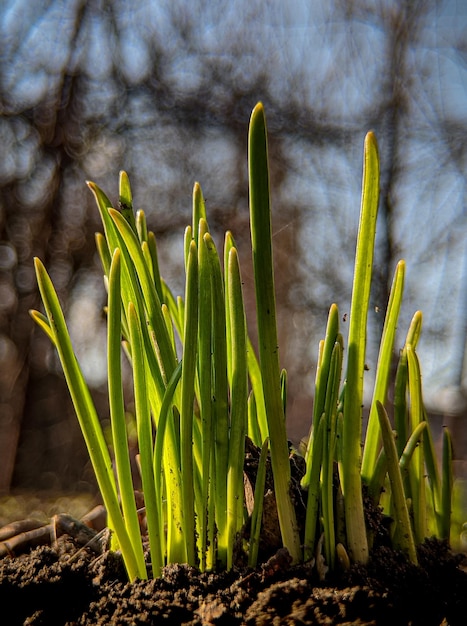 premières plantes vertes au jardin