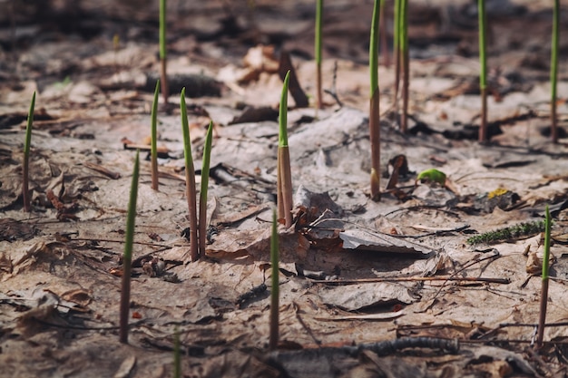 Premières pousses printanières des fleurs de la forêt