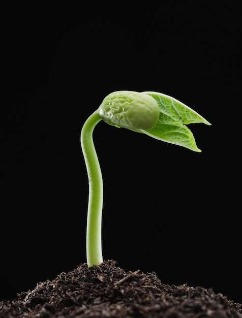 Premières pousses vertes de haricots du sol.