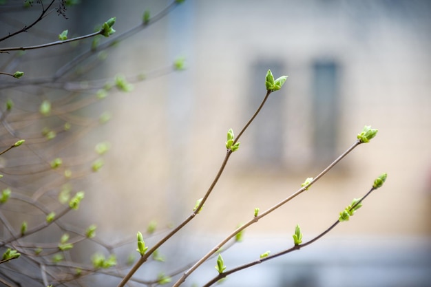 Premiers arbres à feuillage vert