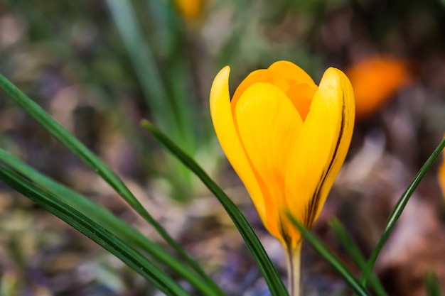 Les premiers crocus jaunes du jardin printanier