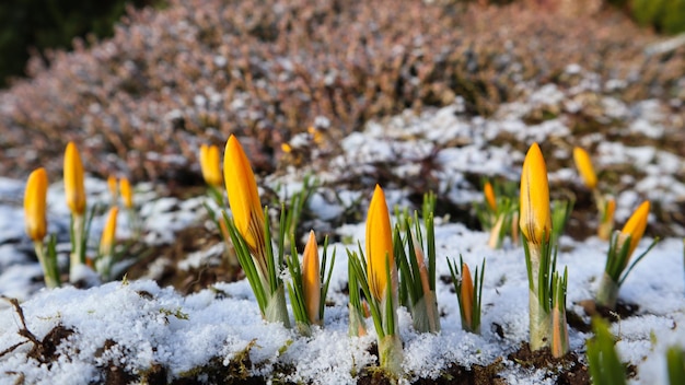 Les premiers crocus de sous la neige dans le jardin de printemps