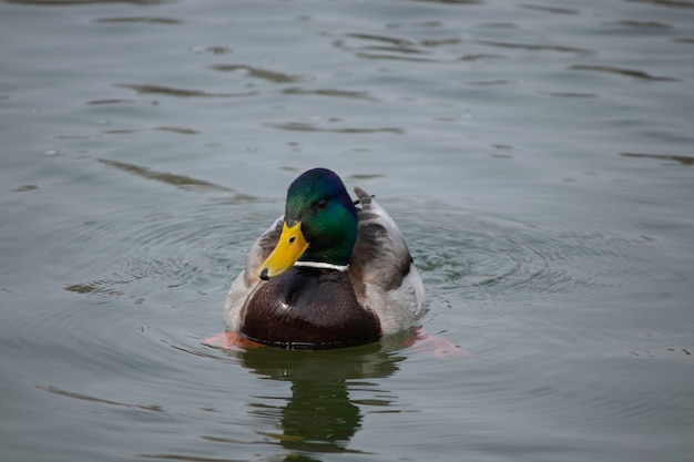 les premiers jours du printemps les canards nagent dans le lac par une journée ensoleillée