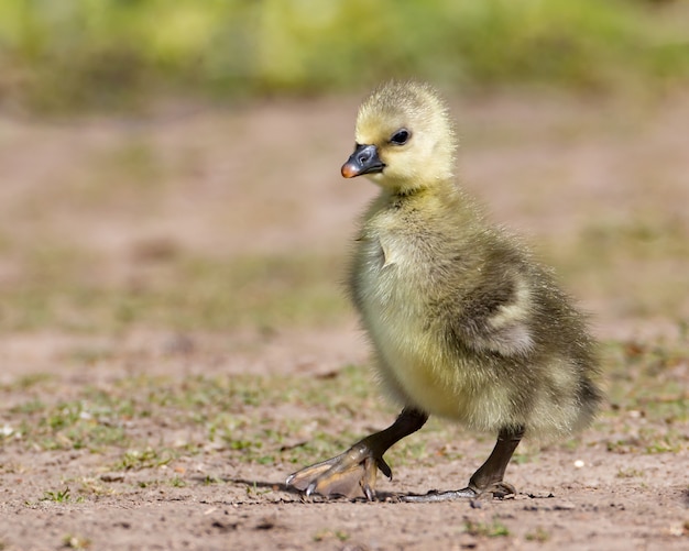 Premiers pas d'un oison cendré jaune sauvage