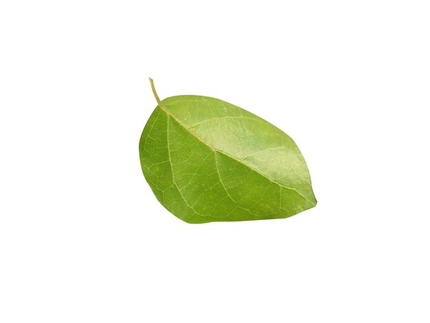 Photo premna serratifolia contient du diterpène antioxydant et est largement utilisé dans la médecine traditionnelle indienne