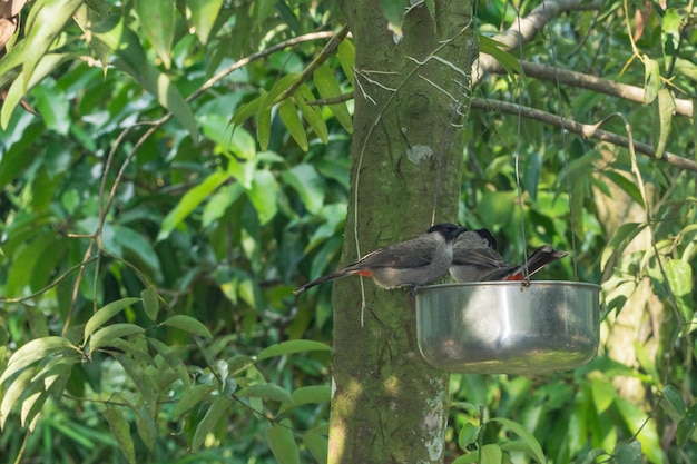 Prendre un gros oiseau