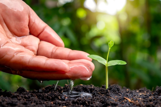 Prendre soin et arroser les bébés plantes poussant sur un sol fertile avec un arrière-plan flou de nature verte.