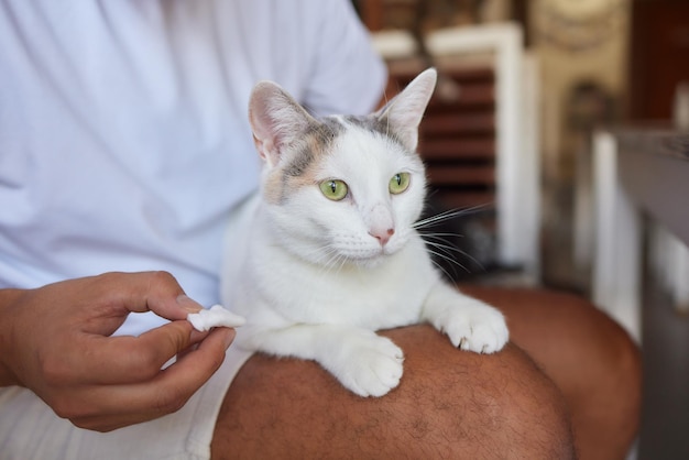 Prendre soin des chats procédure d'hygiène de la santé personne nettoyant les yeux verts du chat gris moelleux avec du coton s