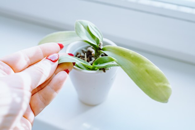 Prendre soin d'une orchidée décorative en pot de fleurs