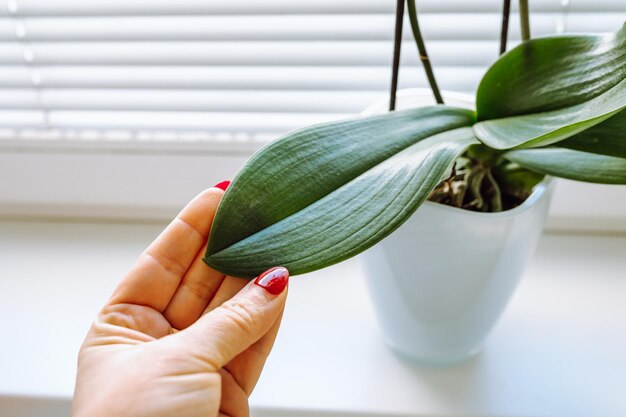 Prendre soin d'une orchidée décorative en pot de fleurs