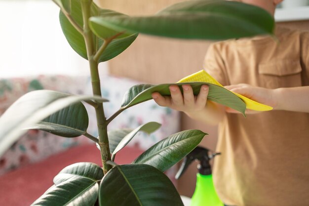 Photo prendre soin d'une plante d'intérieur l'enfant prend soin du ficus et essuie les feuilles vertes de la poussière