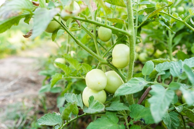 Prendre soin des tomates Cultiver des jardins potagers