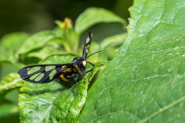 Prenez une abeille close-up