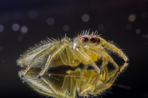 Prenez une araignée close-up