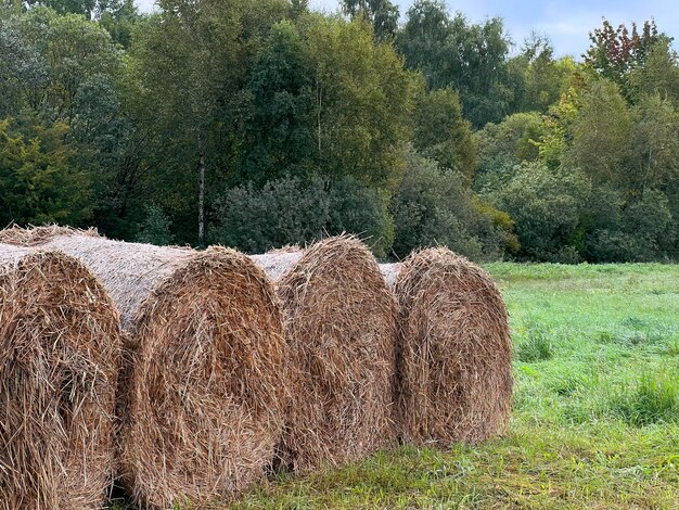 Les préparatifs d'hiver faits par les agriculteurs sont roulés et emballés en balles comme fourrage et nourriture pour les animaux dans la scène rurale.