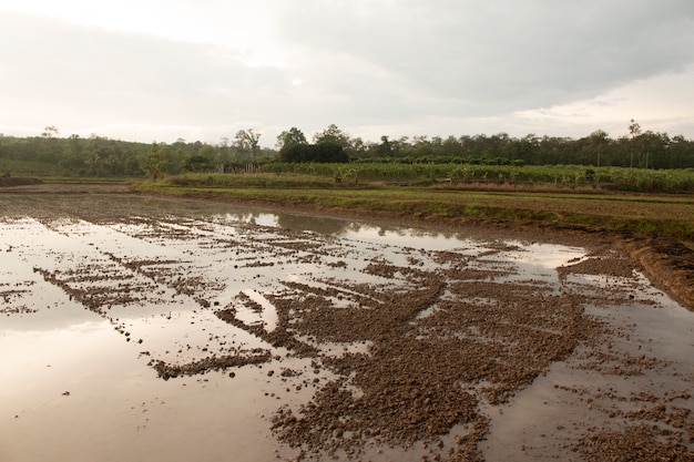 Préparation du champ pour la plantation de riz