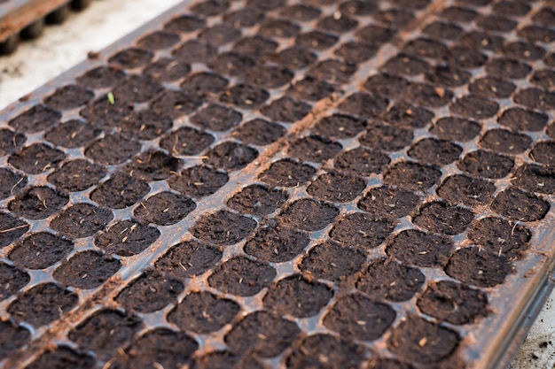 Préparation du sol dans un plateau noir pour la plantation d'ensemencement