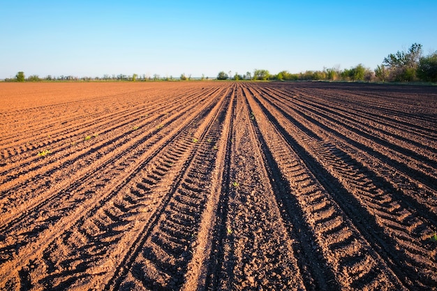 Photo préparation du terrain pour la plantation. sol labouré au printemps avec ciel bleu.