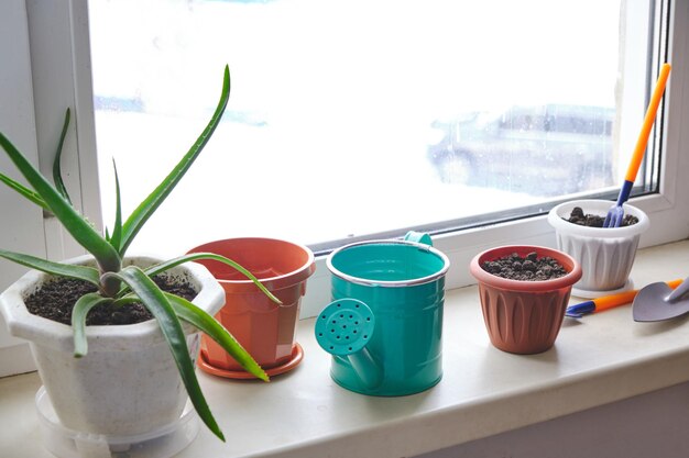 Préparation pour planter des plantes d'intérieur dans des pots de fleurs à la lumière du jour sur le rebord de la fenêtre