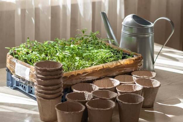 Photo préparation pour planter des plants de tomates, une boîte avec des plants, une tasse de tourbe et un arrosoir.