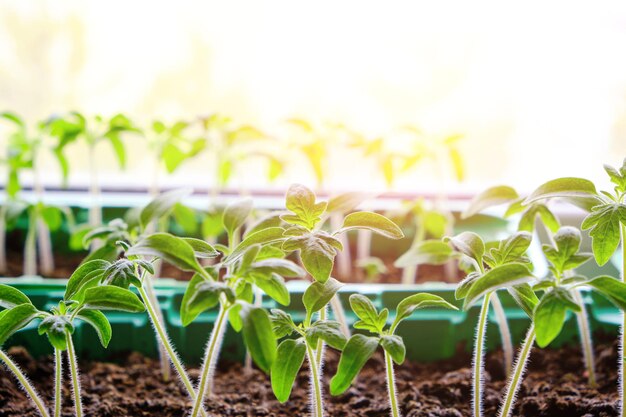 Préparation des semis germés pour la saison estivale de la datcha cultivant des plantes potagères