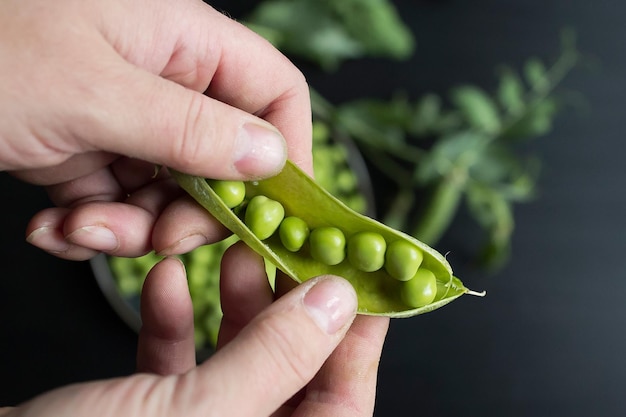 Préparation et transformation des pois verts biologiques récoltés maison en cosses et écossés