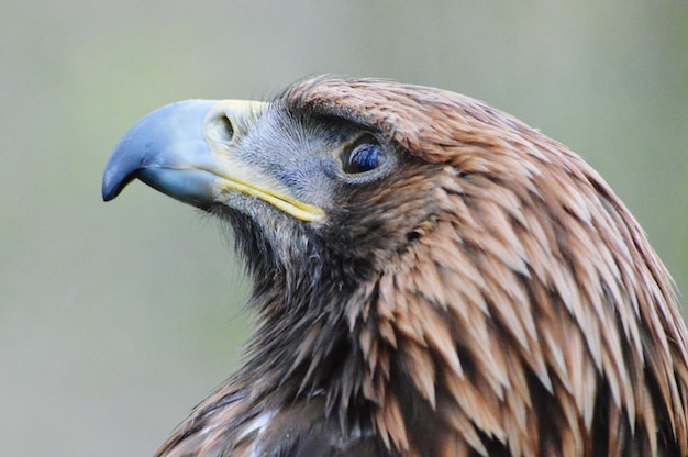 Près de l'aigle doré qui détourne le regard