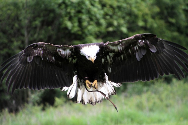 Photo près d'un animal sur le terrain