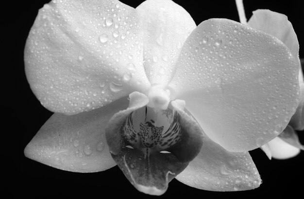 Photo de près, de belles fleurs d'orchidées phalaenopsis blanches isolées à l'arrière-plan