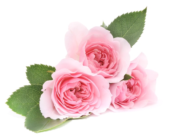 De près de belles roses roses avec des feuilles